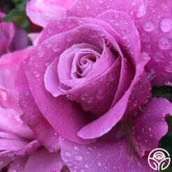 Barbra Streisand 11 Barbra Streisand -HEIRLOOM ROSES Sales barbra streisand 2 8