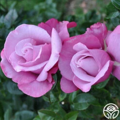 Barbra Streisand 10 Barbra Streisand -HEIRLOOM ROSES Sales barbra streisand 4 2 1