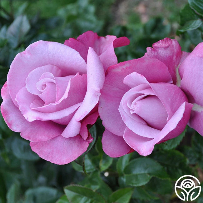 Barbra Streisand 5 Barbra Streisand - Image 3