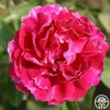 Baron Girod De L'Ain -HEIRLOOM ROSES Sales baron girod de lain