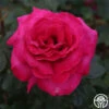 Baronne E. De Rothschild® 1 Baronne E. De Rothschild® -HEIRLOOM ROSES Sales baronne e. de rothschild 1