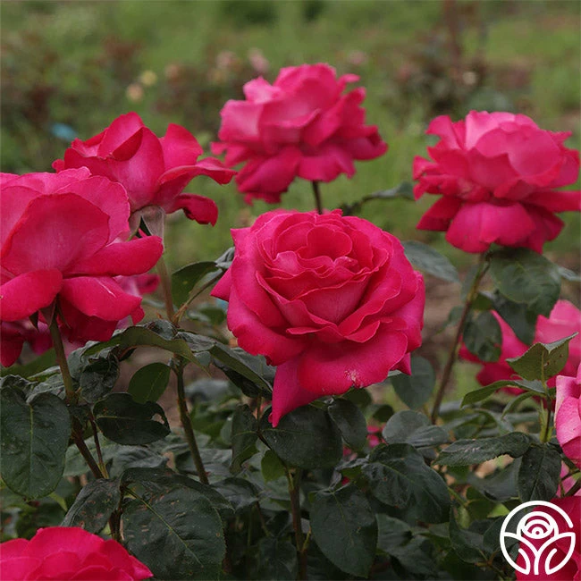 Baronne E. De Rothschild® 4 Baronne E. De Rothschild® - Image 2