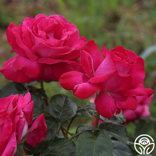 Baronne E. De Rothschild® 5 Baronne E. De Rothschild® - Image 3