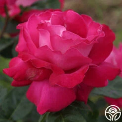 Baronne E. De Rothschild® 9 Baronne E. De Rothschild® -HEIRLOOM ROSES Sales baronne e. de rothschild 5