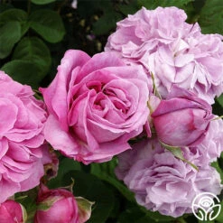 Baronne Prévost -HEIRLOOM ROSES Sales baronne prevost 3