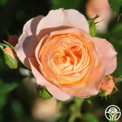 Beautiful Dreamer™ -HEIRLOOM ROSES Sales beautiful dreamer 12