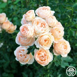 Beautiful Dreamer™ -HEIRLOOM ROSES Sales beautiful dreamer 1 1