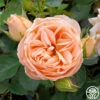 Beautiful Dreamer™ 1 Beautiful Dreamer™ -HEIRLOOM ROSES Sales beautiful dreamer 2 1