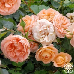 Beautiful Dreamer™ -HEIRLOOM ROSES Sales beautiful dreamer 4