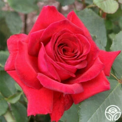 Because She Served® 12 Because She Served® -HEIRLOOM ROSES Sales because she served 1 1