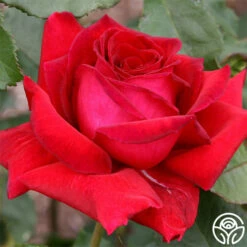 Because She Served® 16 Because She Served® -HEIRLOOM ROSES Sales because she served 2 3