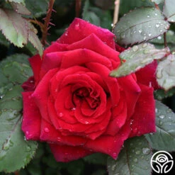 Because She Served® 13 Because She Served® -HEIRLOOM ROSES Sales because she served 4 2