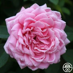 Belinda's Dream -HEIRLOOM ROSES Sales belinda s dream 13