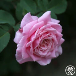 Belinda's Dream -HEIRLOOM ROSES Sales belinda s dream 14