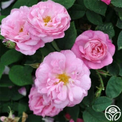 Belle Amour -HEIRLOOM ROSES Sales belle amour 2 1