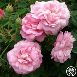 Belle Amour -HEIRLOOM ROSES Sales belle amour 4 1