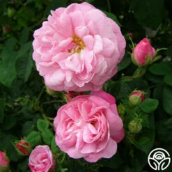 Belle Amour -HEIRLOOM ROSES Sales belle amour 5