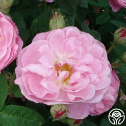 Belle Amour -HEIRLOOM ROSES Sales belle amour 6 1