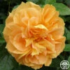 Bernstein-Rose 1 Bernstein-Rose -HEIRLOOM ROSES Sales bernstein rose