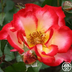 Betty Boop™ -HEIRLOOM ROSES Sales betty boop 1 8