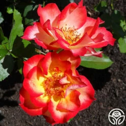 Betty Boop™ -HEIRLOOM ROSES Sales betty boop 2 1