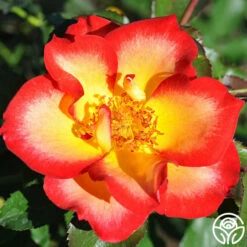 Betty Boop™ -HEIRLOOM ROSES Sales betty boop 3 8