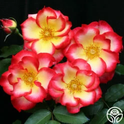 Betty Boop™ -HEIRLOOM ROSES Sales betty boop 6 8