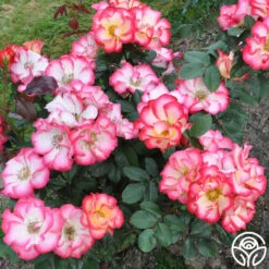 Betty Boop™ -HEIRLOOM ROSES Sales betty boop 7 1 1