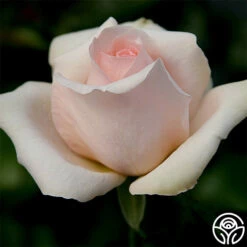 Betty White™ -HEIRLOOM ROSES Sales betty white 1 8