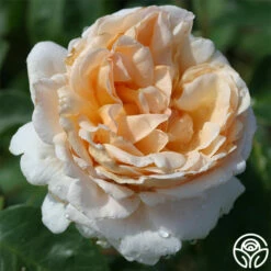 Betty White™ -HEIRLOOM ROSES Sales betty white 2 8