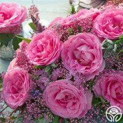 Eleganza® Beverly -HEIRLOOM ROSES Sales beverly 4 1