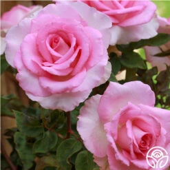 Eleganza® Beverly -HEIRLOOM ROSES Sales beverly 5 1