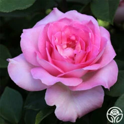 Eleganza® Beverly -HEIRLOOM ROSES Sales beverly 6 1