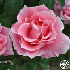 Bewitched -HEIRLOOM ROSES Sales bewitched 2 8