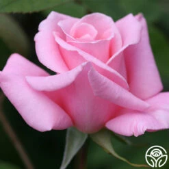 Bewitched -HEIRLOOM ROSES Sales bewitched 8