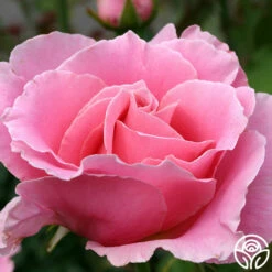 Bewitched -HEIRLOOM ROSES Sales bewitched 9