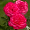 Big Momma™ 2 Big Momma™ -HEIRLOOM ROSES Sales big momma 1 5