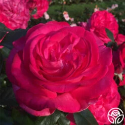 Big Momma™ -HEIRLOOM ROSES Sales big momma 2 1 1