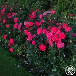 Big Momma™ -HEIRLOOM ROSES Sales big momma 3 5