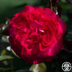 Big Momma™ -HEIRLOOM ROSES Sales big momma 5 1