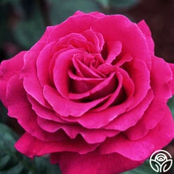 Big Purple® -HEIRLOOM ROSES Sales big purple