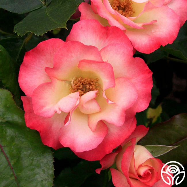 Birthday Girl 3 Birthday Girl