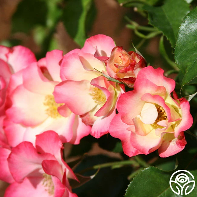 Birthday Girl 6 Birthday Girl - Image 4