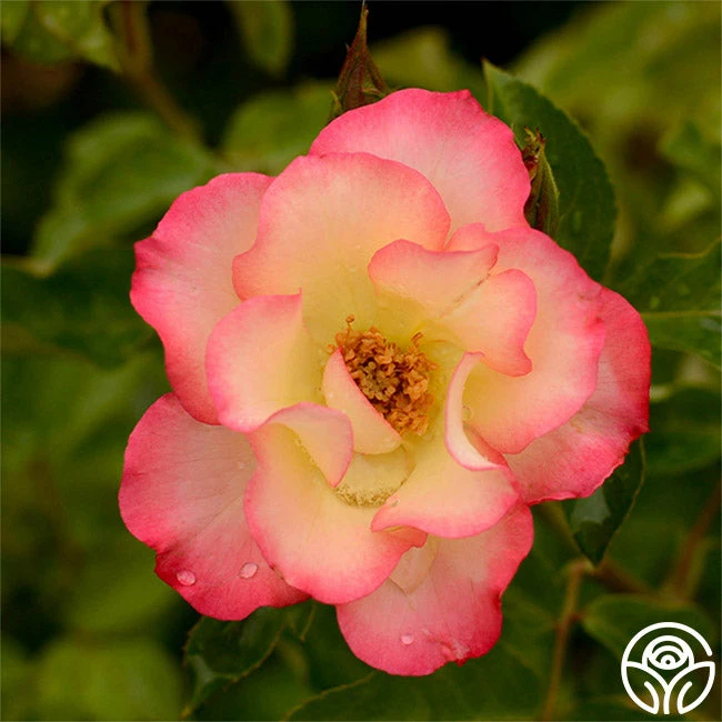 Birthday Girl 4 Birthday Girl - Image 2