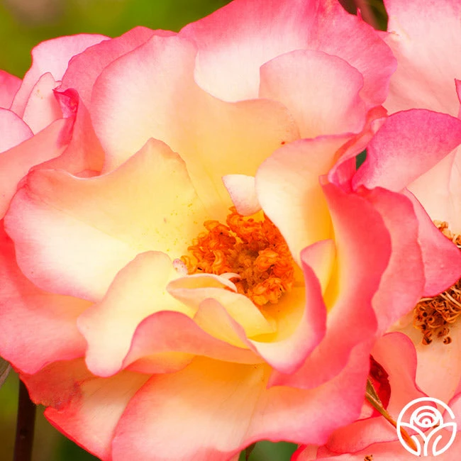 Birthday Girl 5 Birthday Girl - Image 3