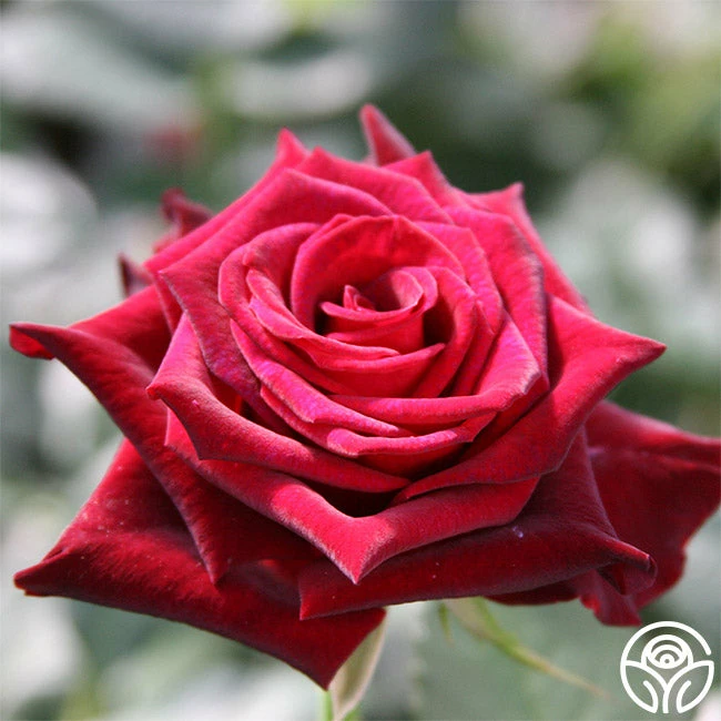 Black Baccara® 4 Black Baccara® - Image 2