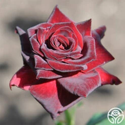 Black Baccara® 21 Black Baccara® -HEIRLOOM ROSES Sales black baccara 2