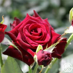 Black Baccara® 20 Black Baccara® -HEIRLOOM ROSES Sales black baccara 4