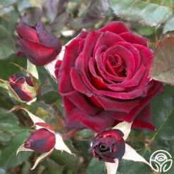 Black Baccara® 23 Black Baccara® -HEIRLOOM ROSES Sales black baccara 7