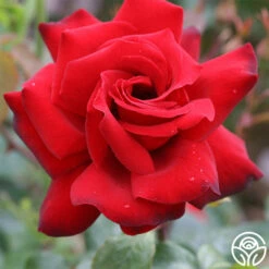 Black Beauty® -HEIRLOOM ROSES Sales black beauty 2 2